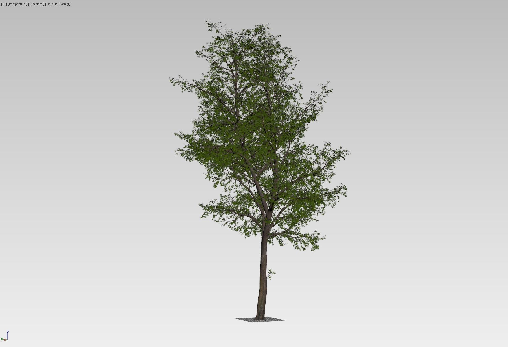 Forest tree 3D model_5