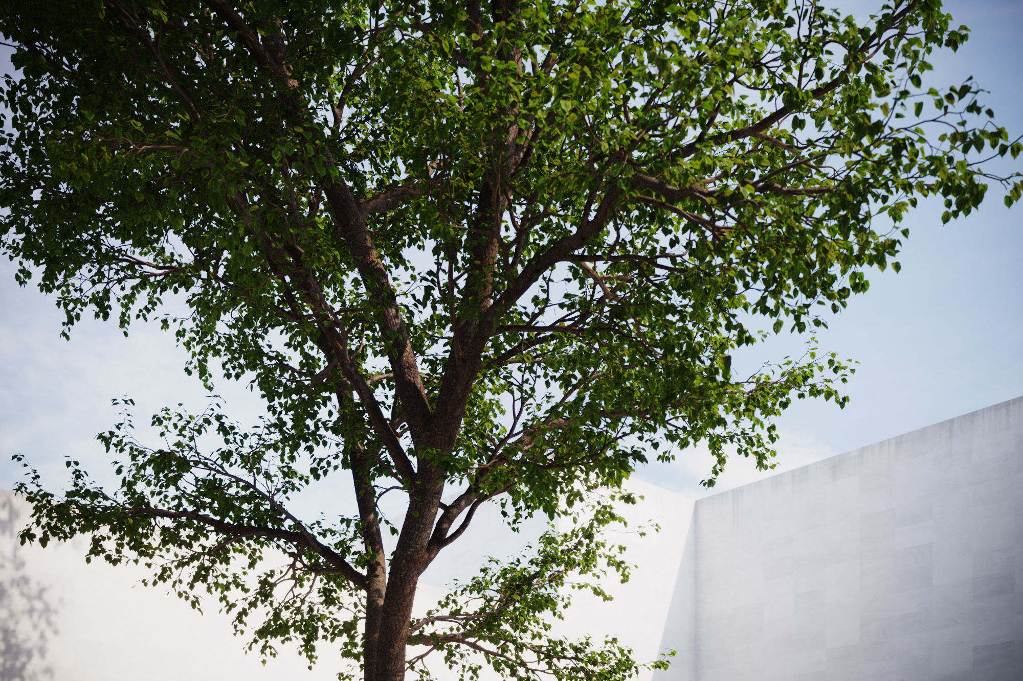 Forest tree 3D model_1