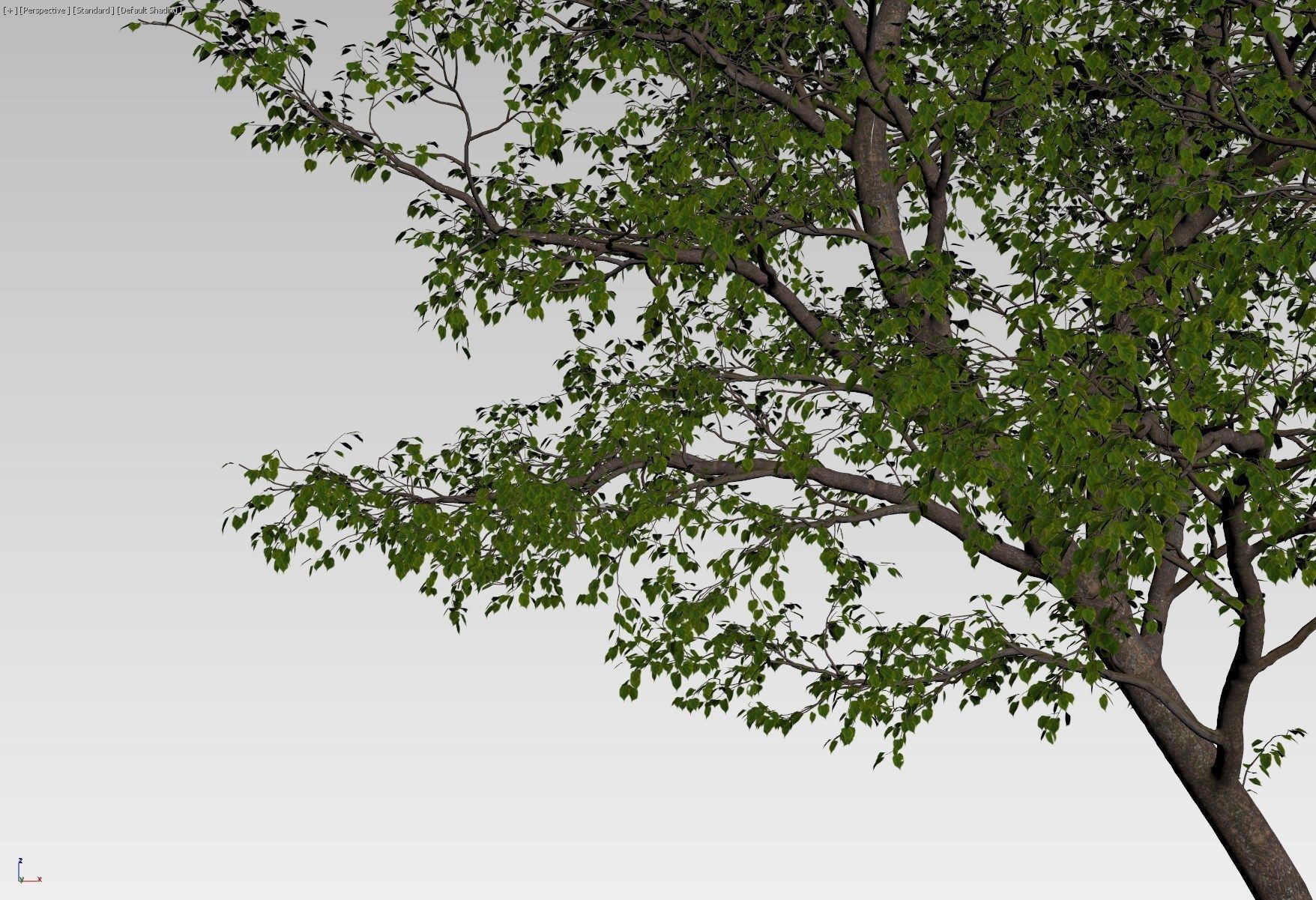 Forest tree 3D model_6