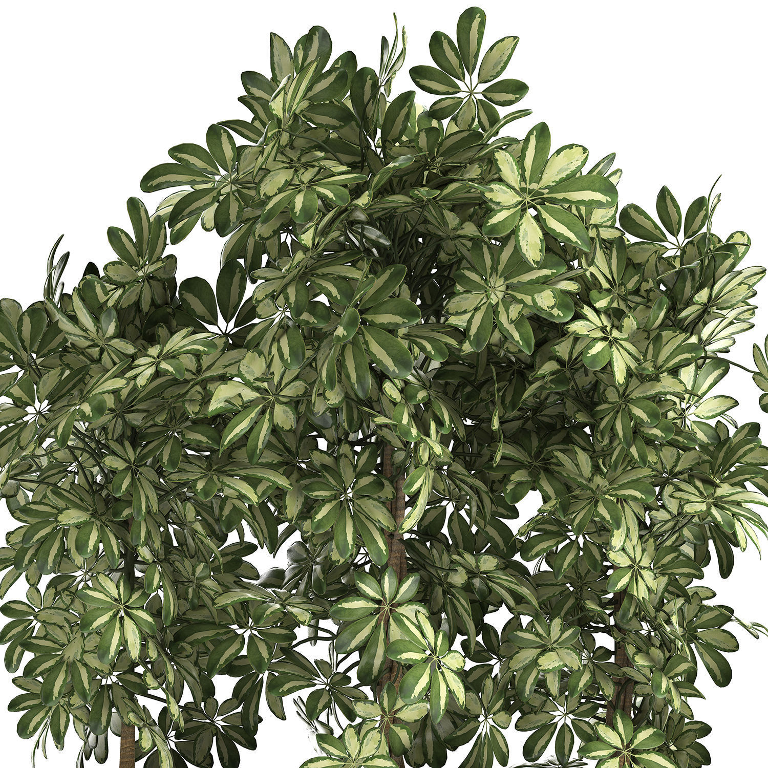 Decorative Schefflera in flowerpots 764 3D model_1