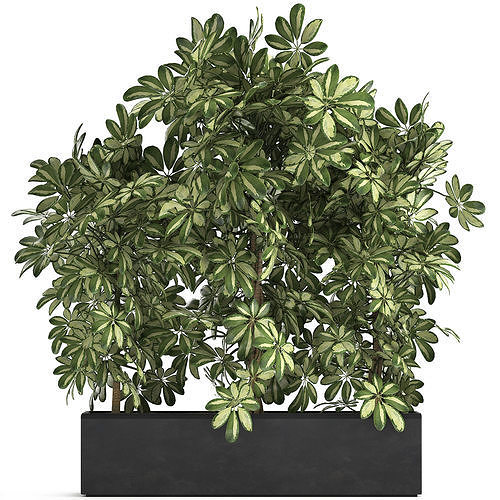 Decorative Schefflera in flowerpots 764 3D model