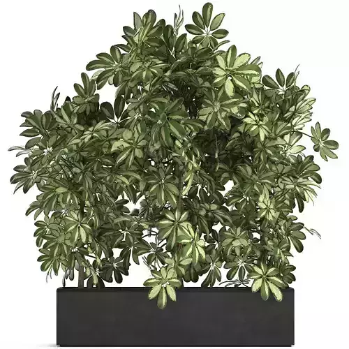Decorative Schefflera in flowerpots 764 3D model