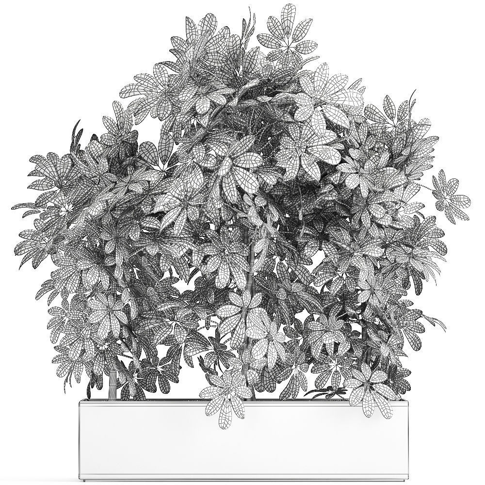 Decorative Schefflera in flowerpots 764 3D model_7