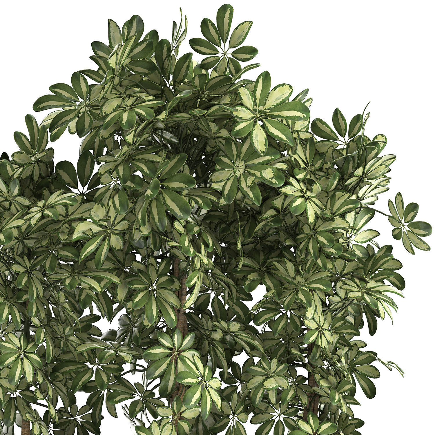 Decorative Schefflera in flowerpots 764 3D model_4
