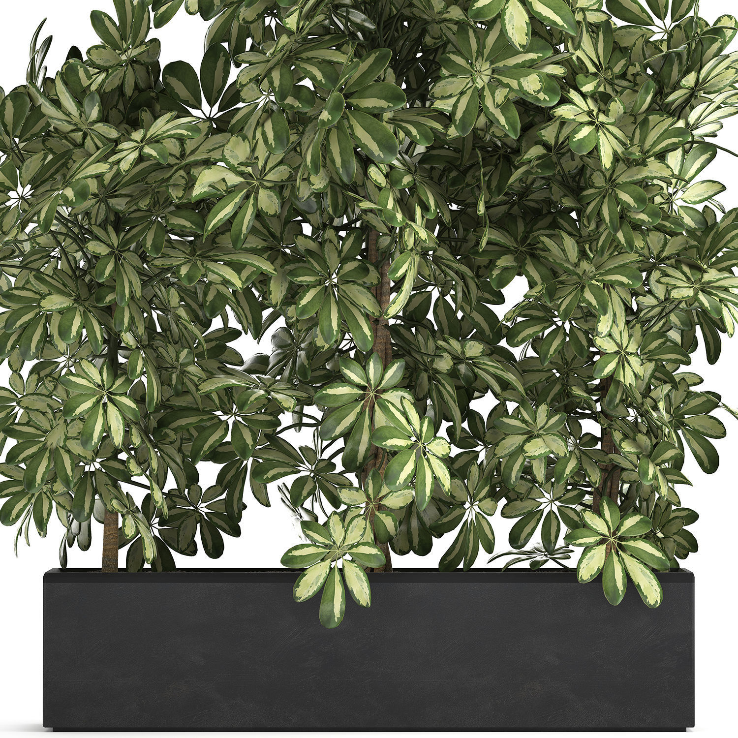 Decorative Schefflera in flowerpots 764 3D model_2