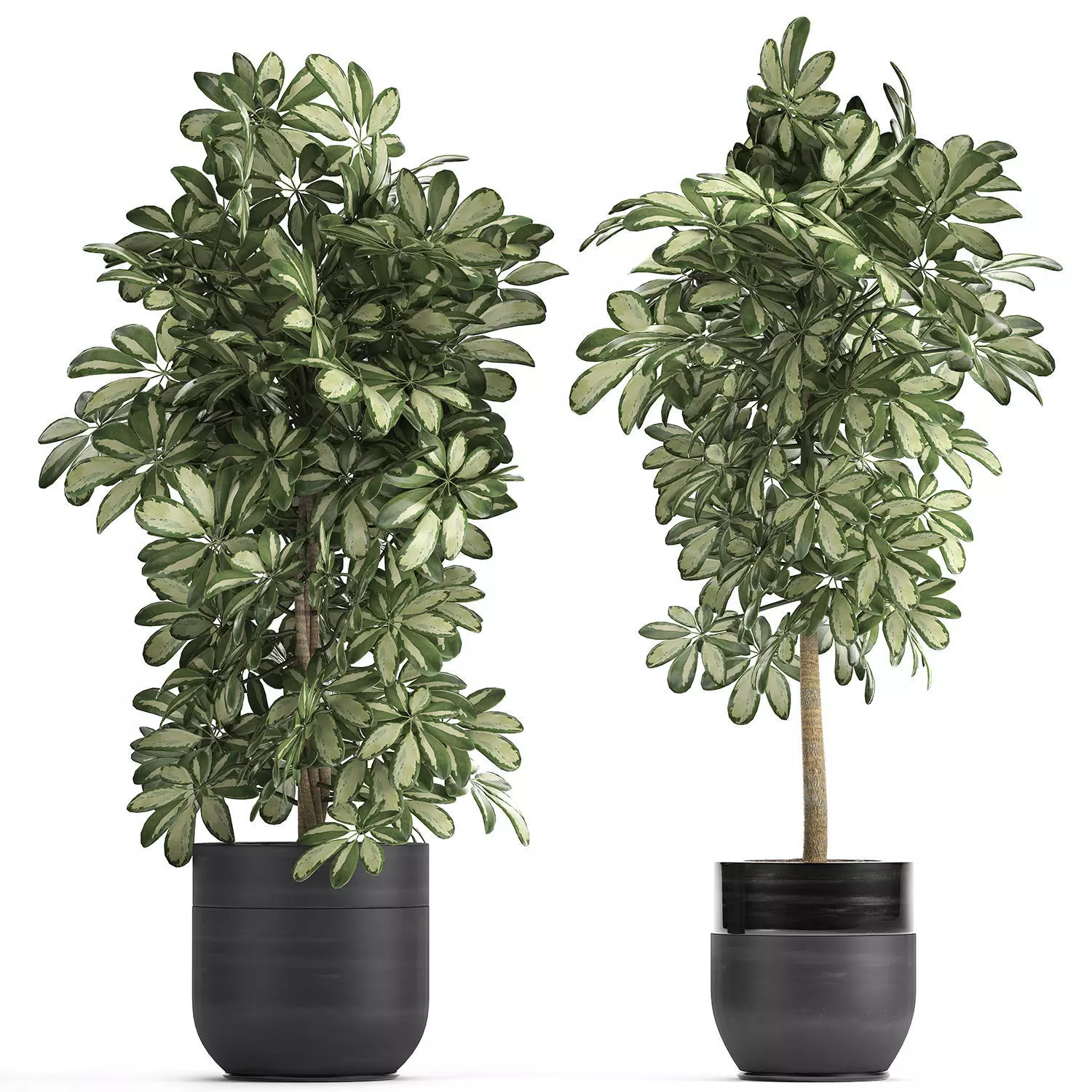 Decorative Schefflera in flowerpots 765 3D model