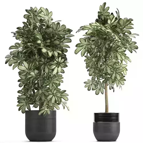 Decorative Schefflera in flowerpots 765