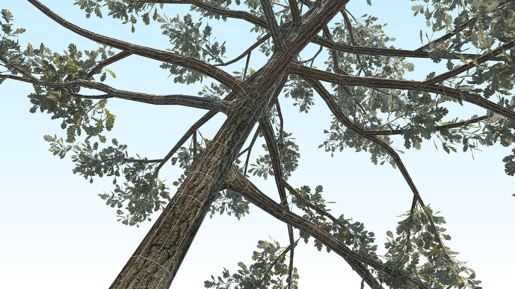 Oak Tree 01 PBR Low-poly 3D model_16