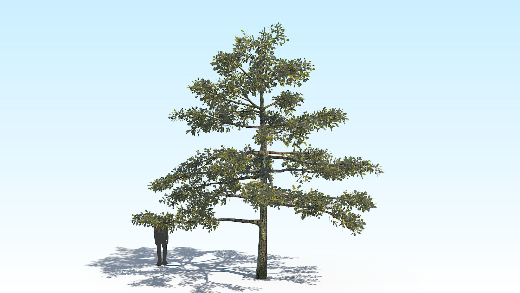 Oak Tree 01 PBR Low-poly 3D model_3