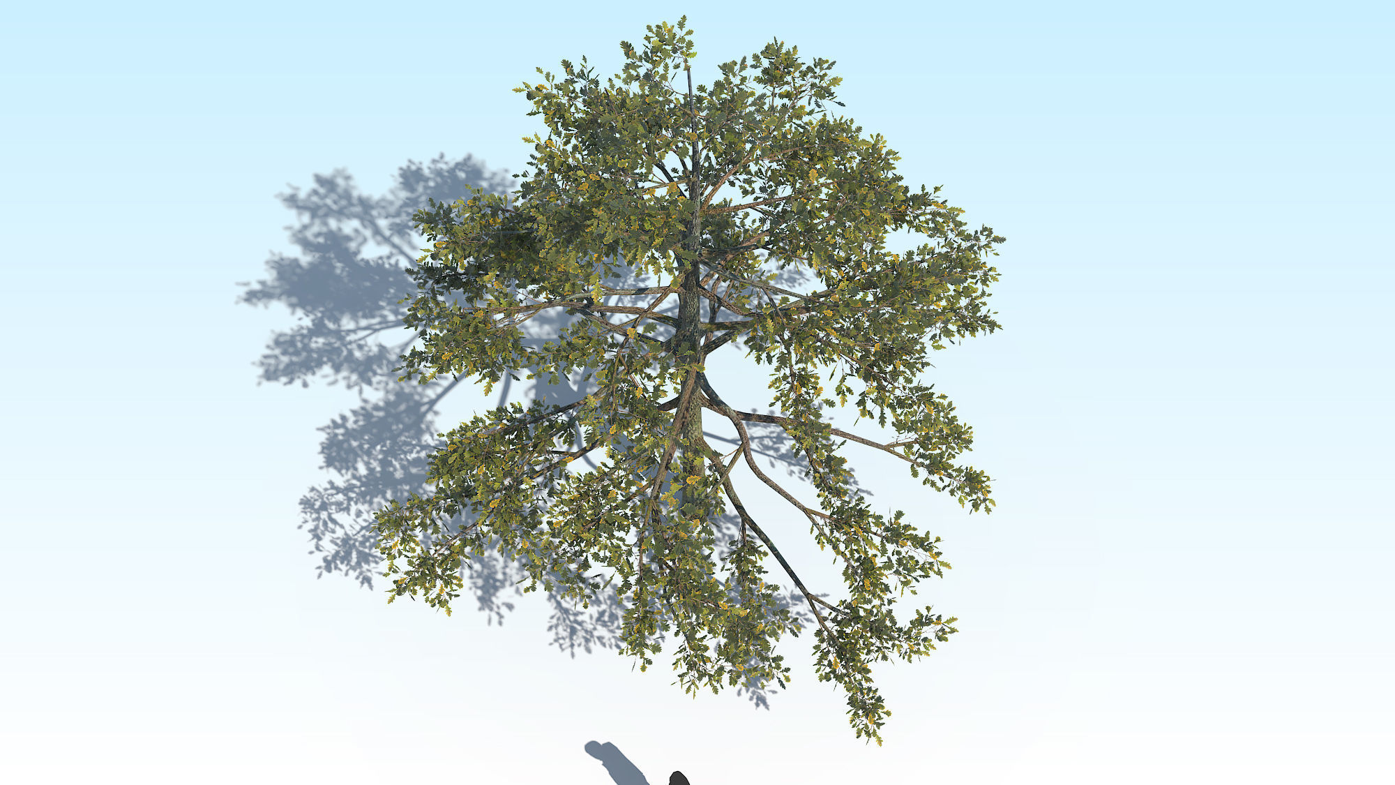Oak Tree 01 PBR Low-poly 3D model_7