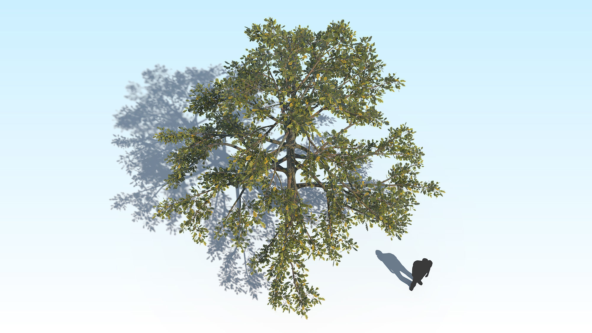 Oak Tree 01 PBR Low-poly 3D model_6