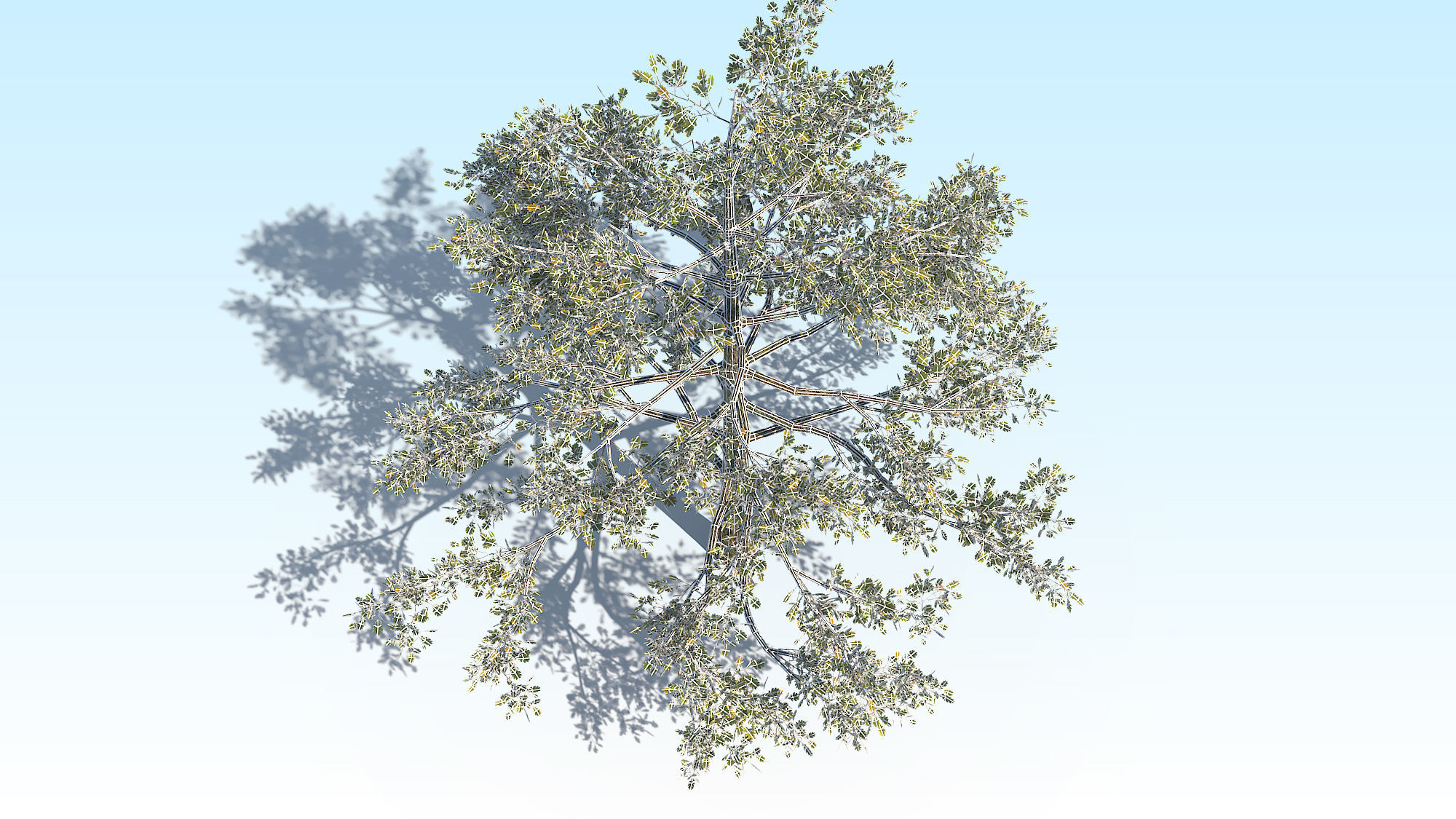 Oak Tree 01 PBR Low-poly 3D model_14
