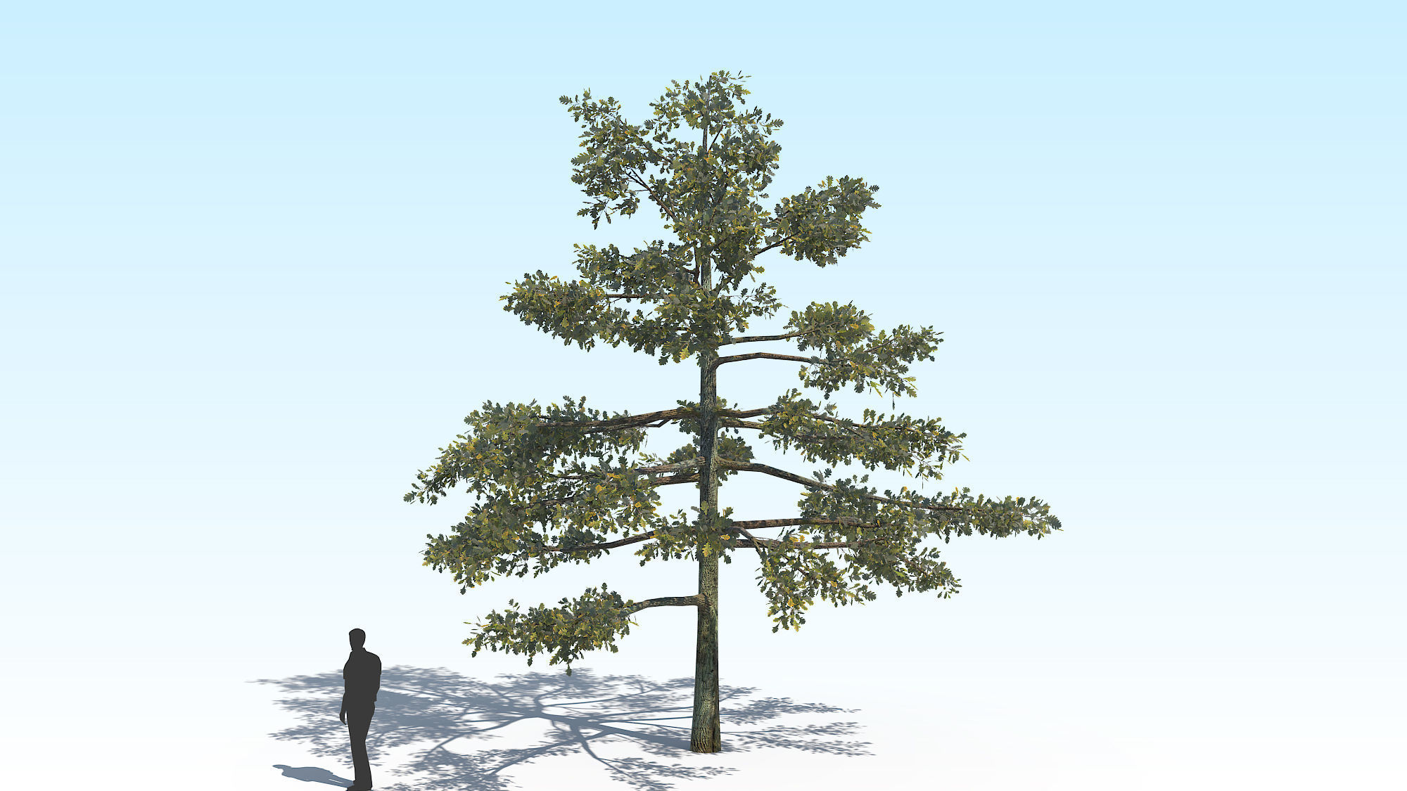 Oak Tree 01 PBR Low-poly 3D model_2