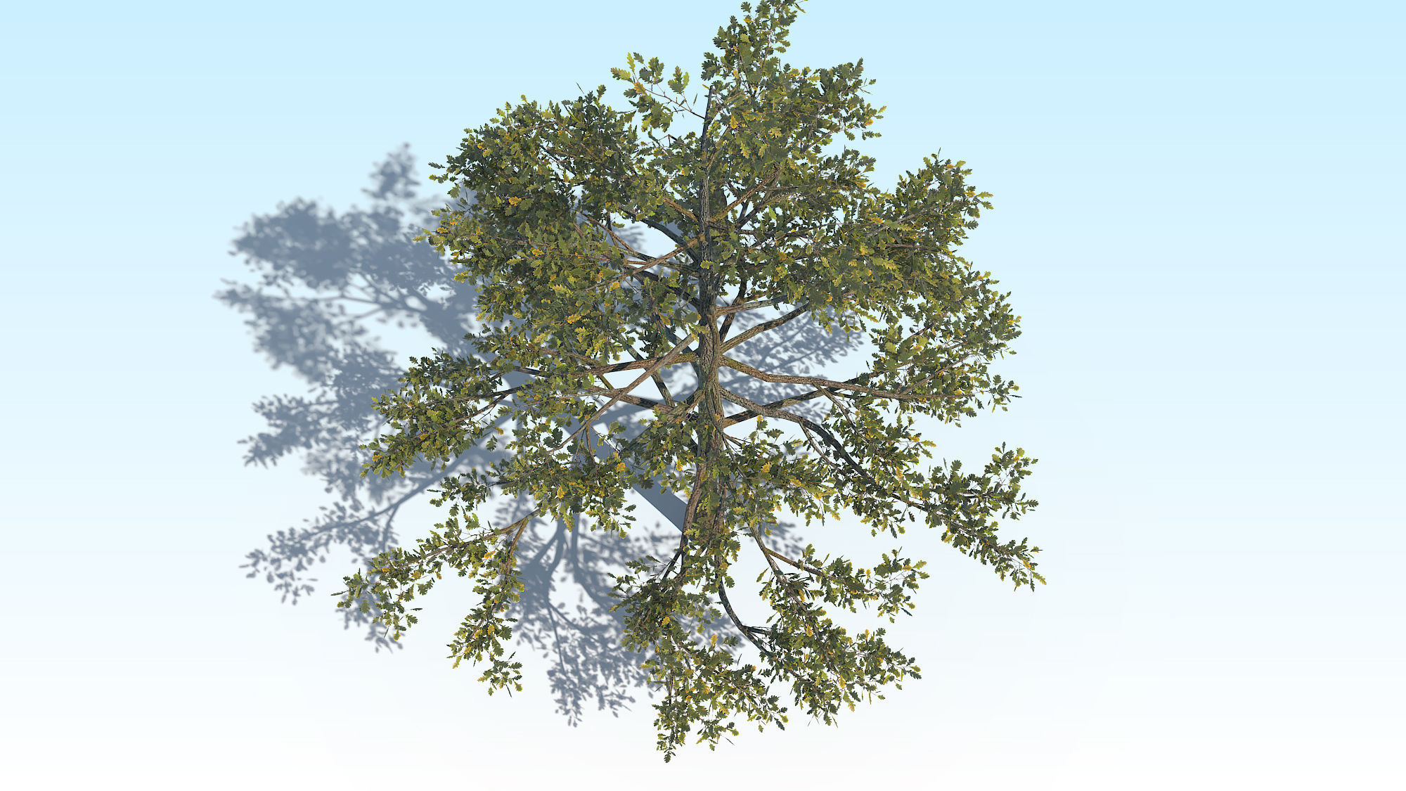 Oak Tree 01 PBR Low-poly 3D model_10