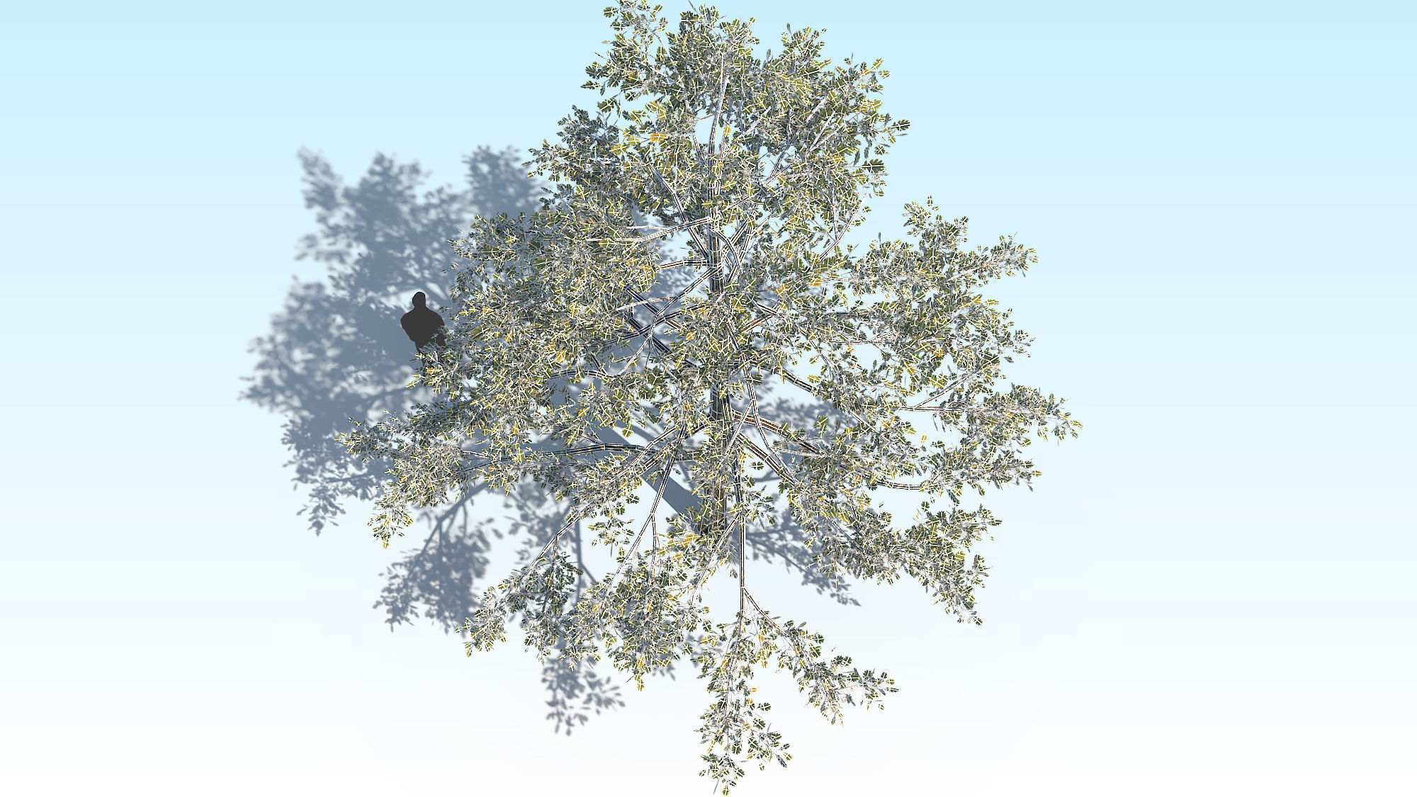 Oak Tree 01 PBR Low-poly 3D model_13