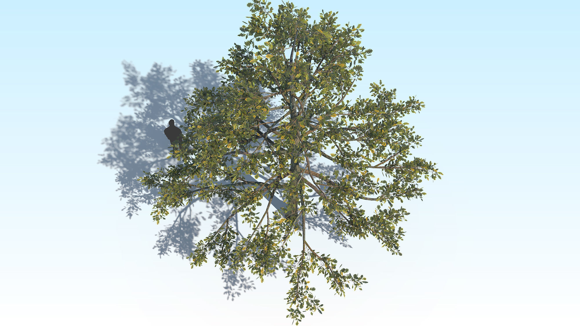 Oak Tree 01 PBR Low-poly 3D model_9