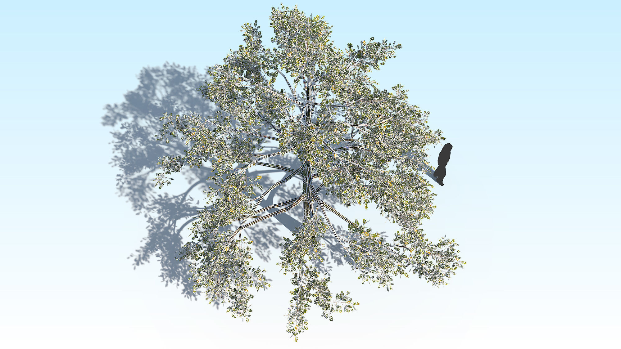 Oak Tree 01 PBR Low-poly 3D model_15