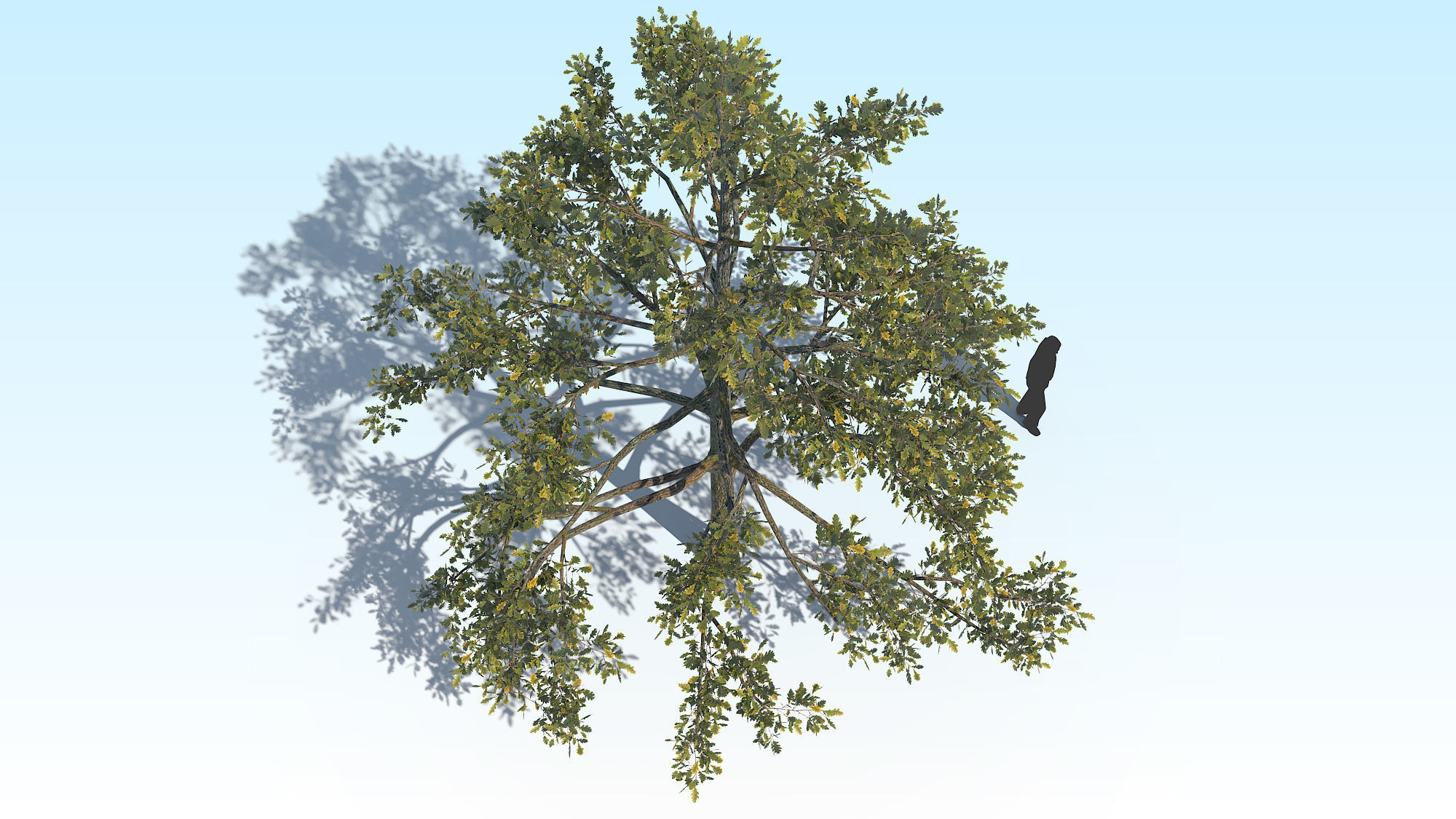 Oak Tree 01 PBR Low-poly 3D model_11