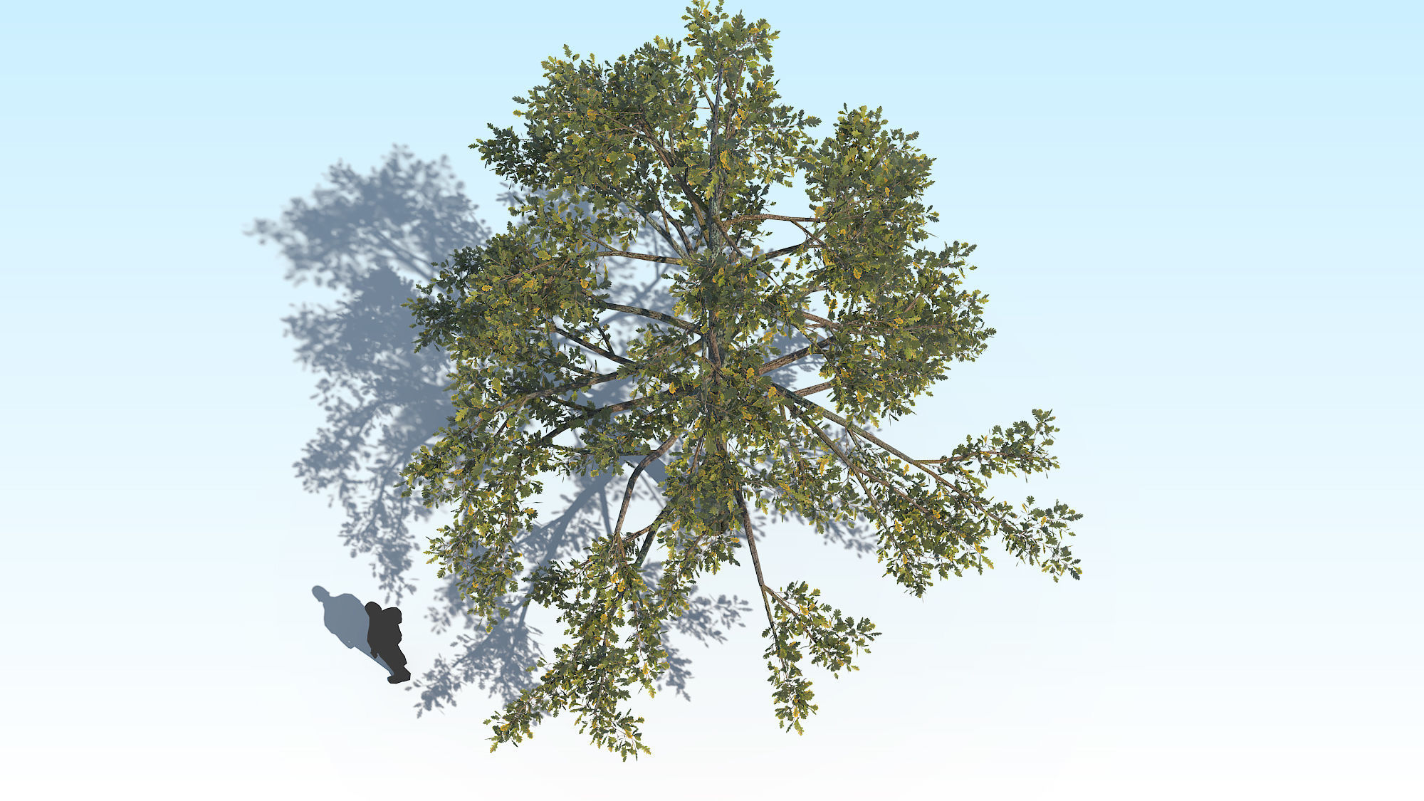 Oak Tree 01 PBR Low-poly 3D model_8
