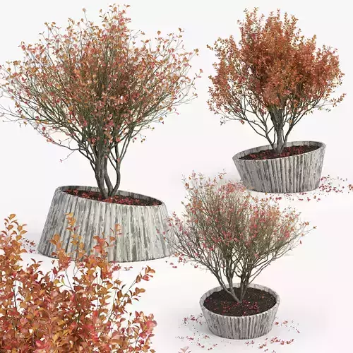 Autumn 2 tree in pot