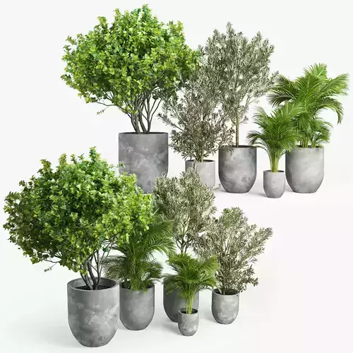 Concrete set tree in pot