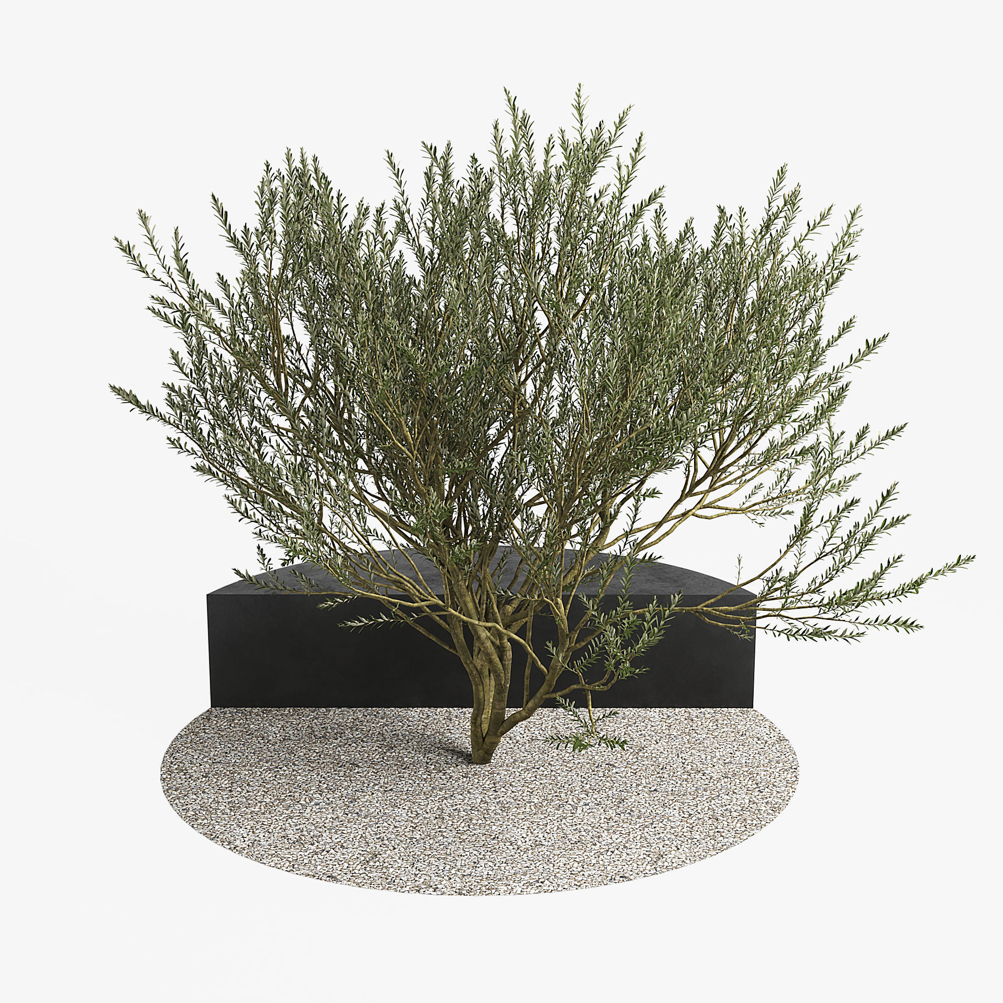 RtA Olive 3D model_2