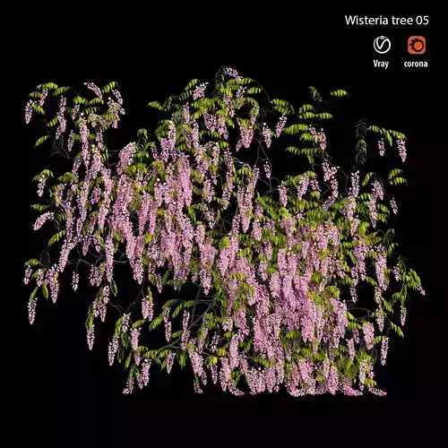 Wisterial tree 05 
