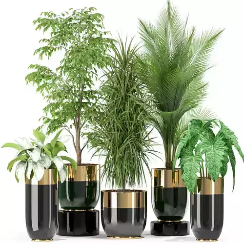 Plants collection 424