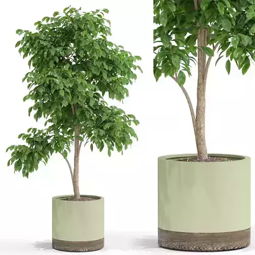 Plants collection 426