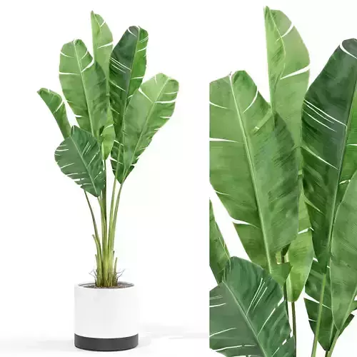 Plants collection 427