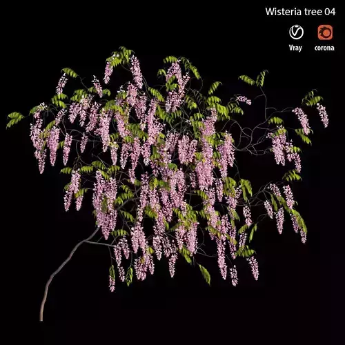 Wisterial tree 04
