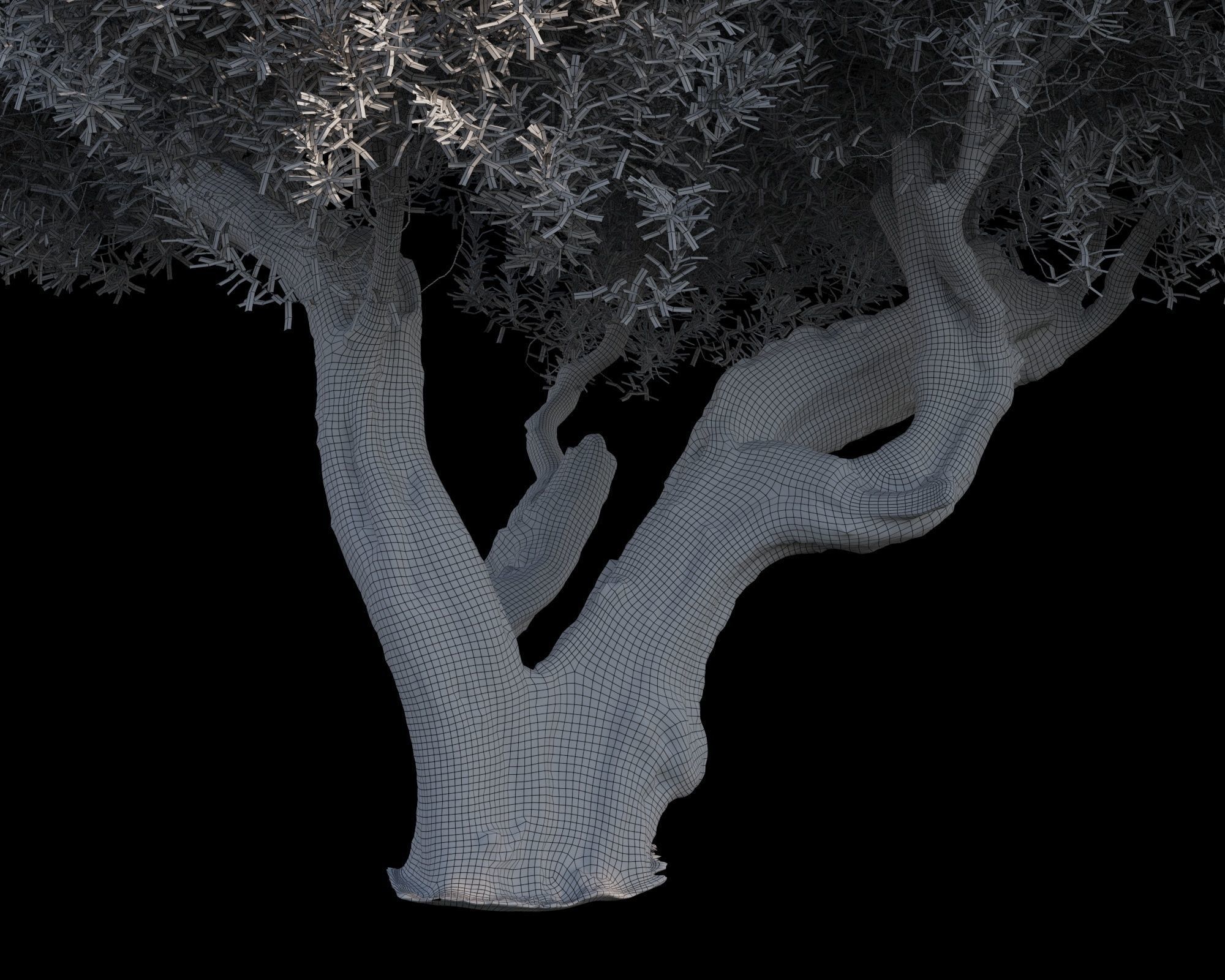 Olive Tree 01 RETOPO 3D model_6