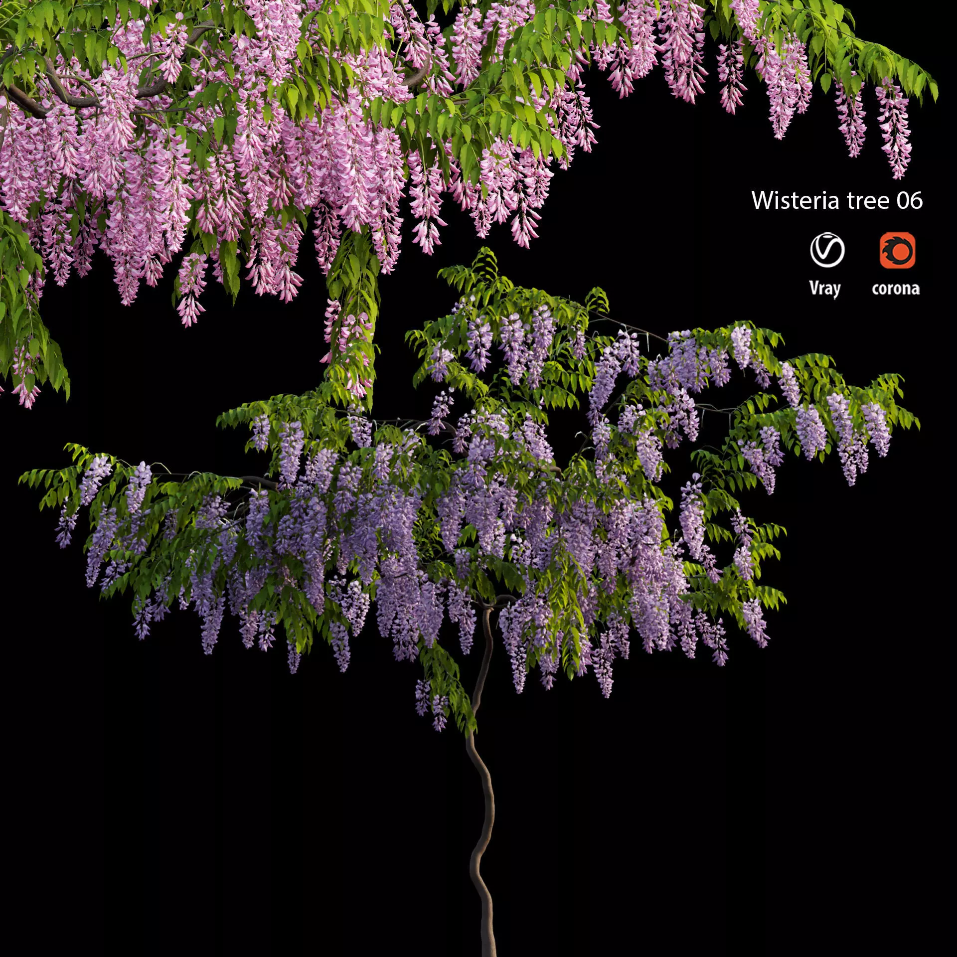 Wisterial tree 06 3D model