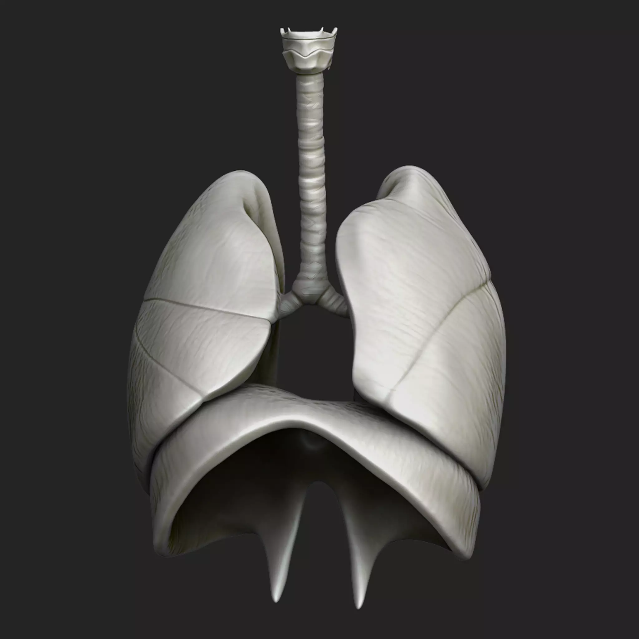 Human Respiratory System Sculpt 3D model_0