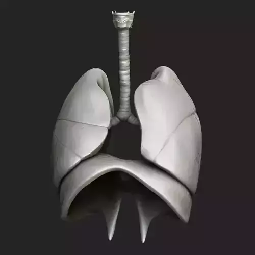 Human Respiratory System Sculpt 3D model