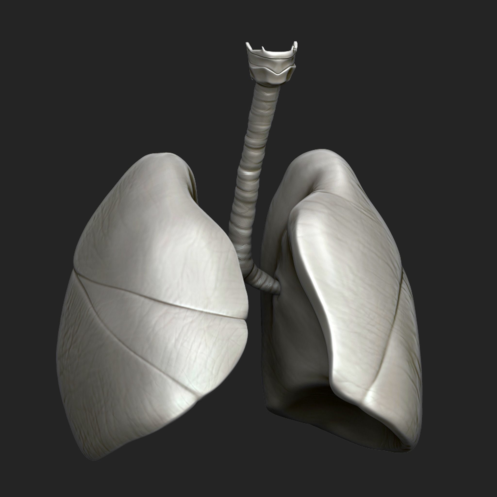Human Respiratory System Sculpt 3D model_4