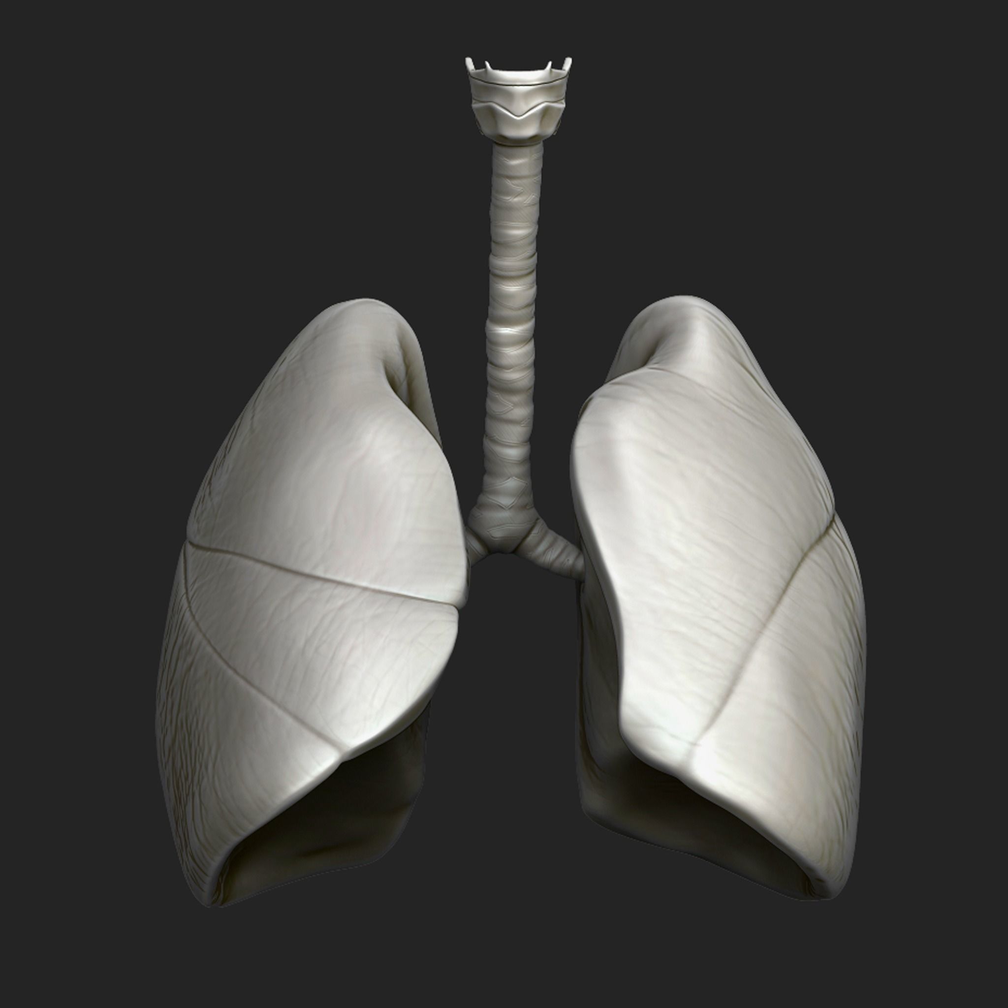 Human Respiratory System Sculpt 3D model_3