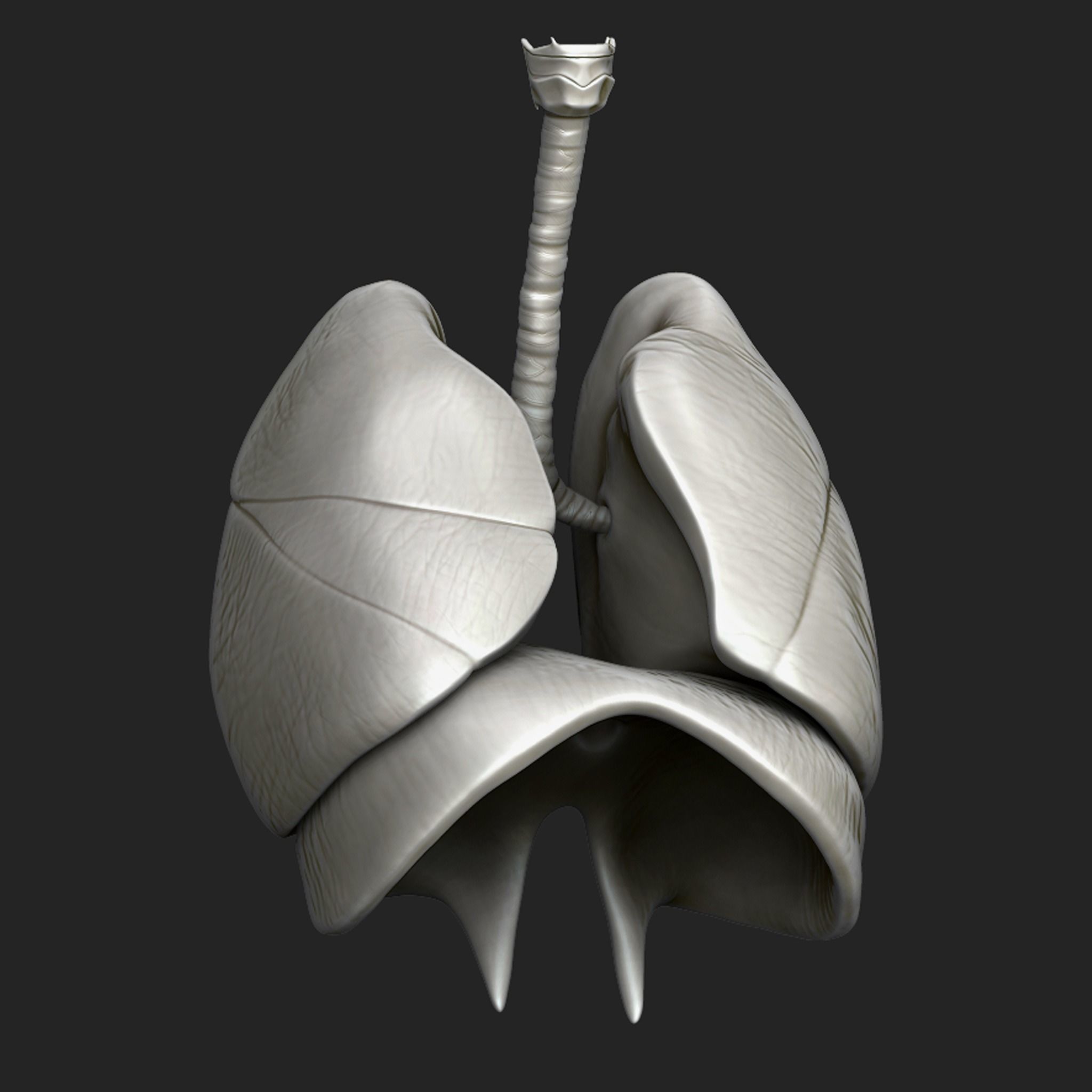 Human Respiratory System Sculpt 3D model_1