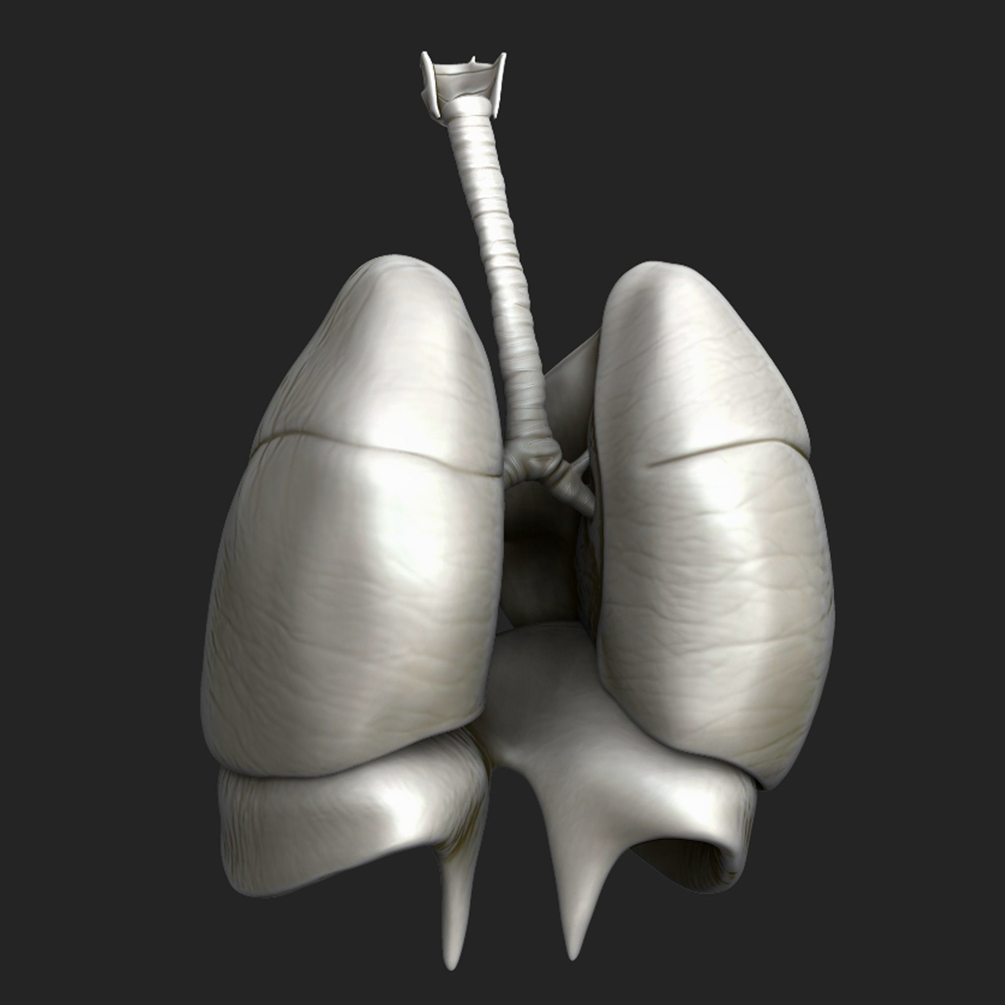 Human Respiratory System Sculpt 3D model_2