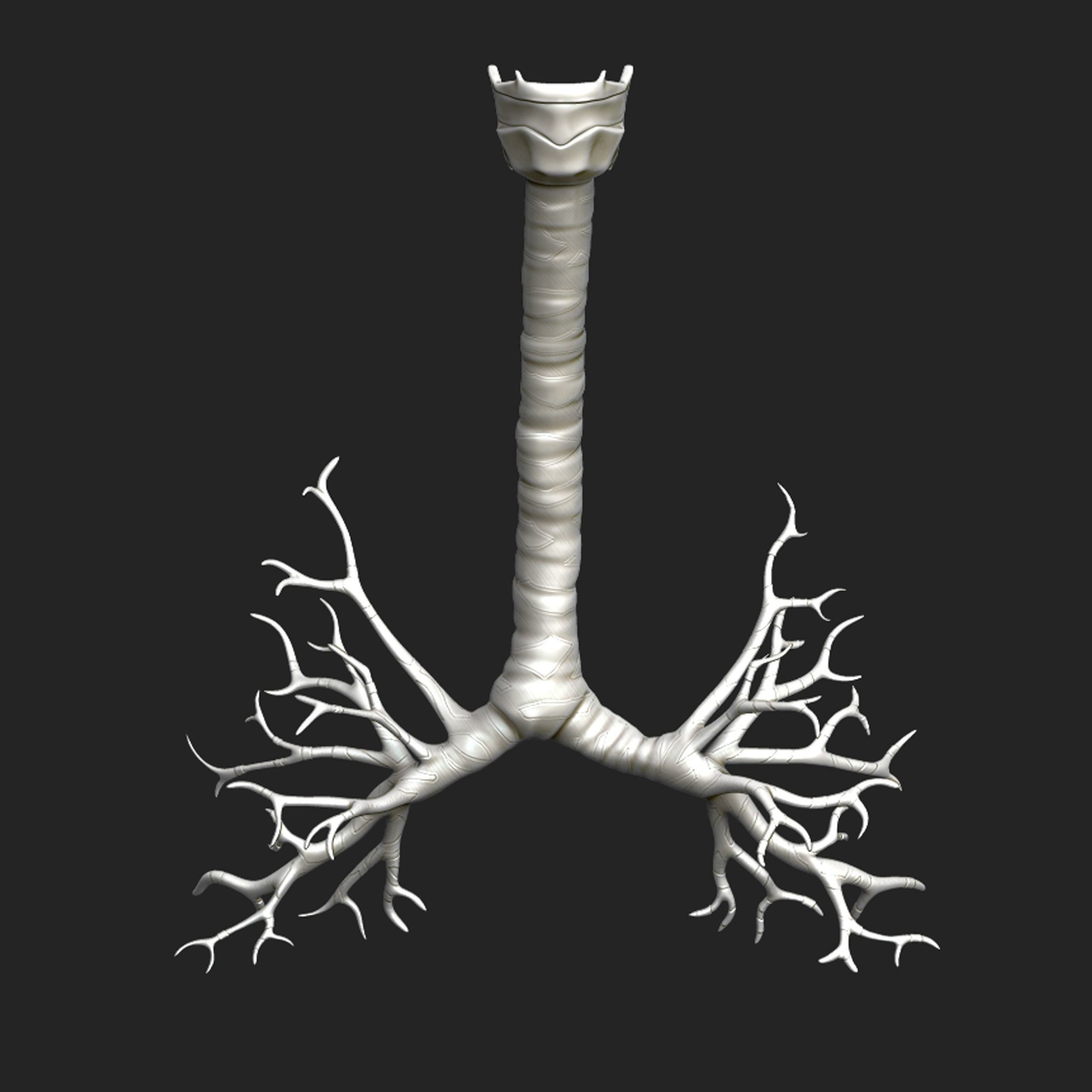 Human Respiratory System Sculpt 3D model_5