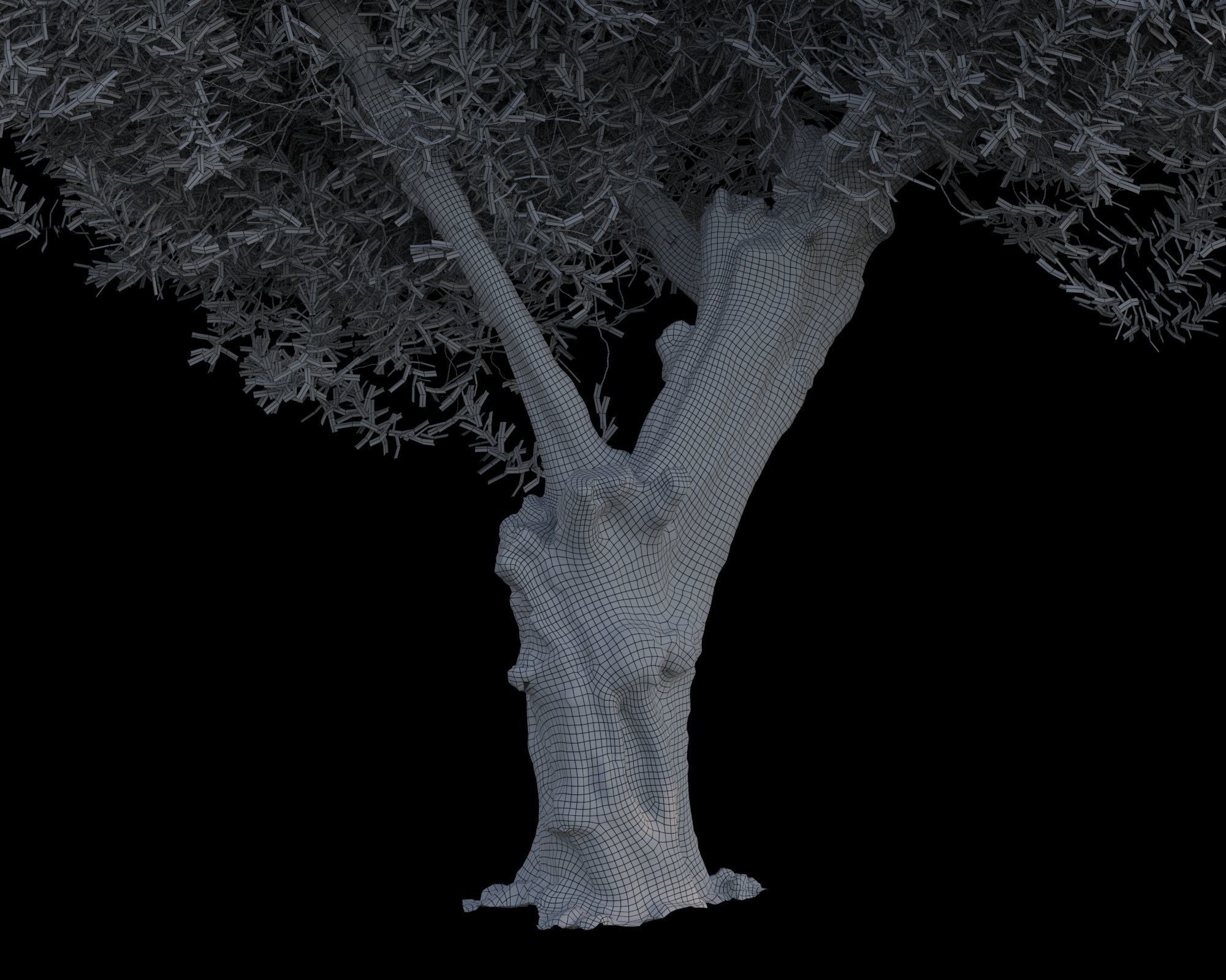 Olive Tree 03 RETOPO  3D model_6