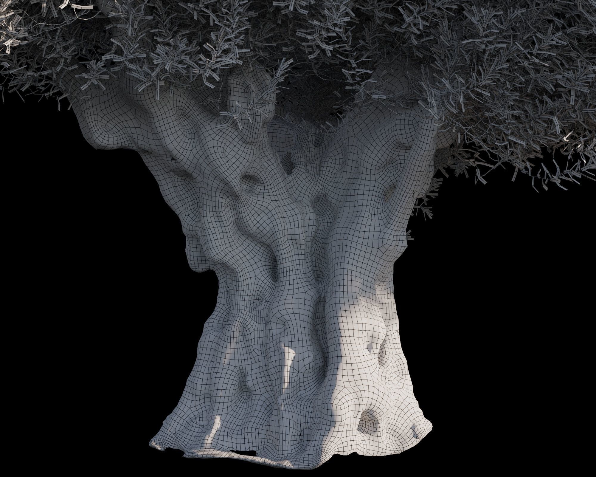 Olive Tree 05 RETOPO  3D model_6
