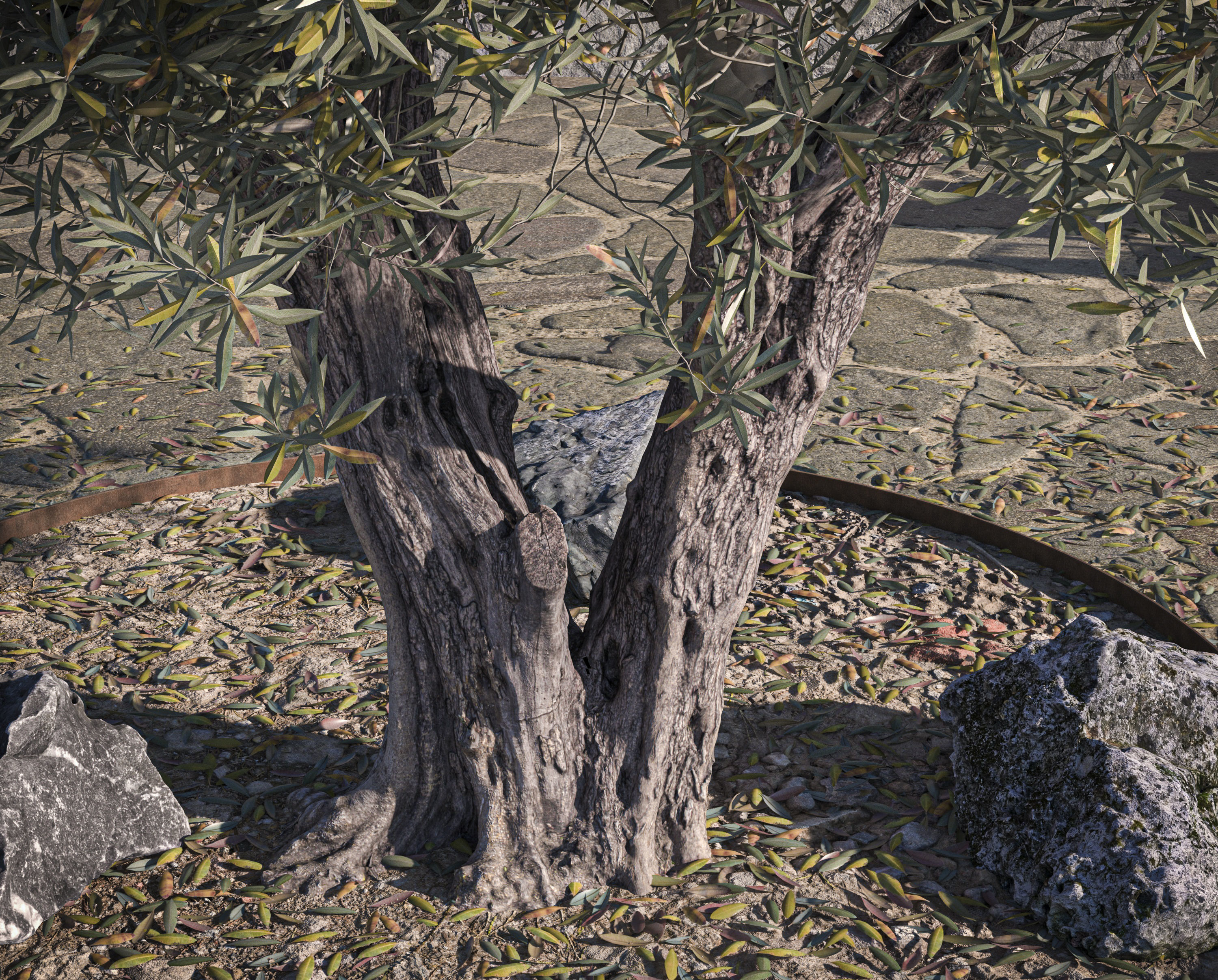 Olive Tree 08 RETOPO  3D model_4