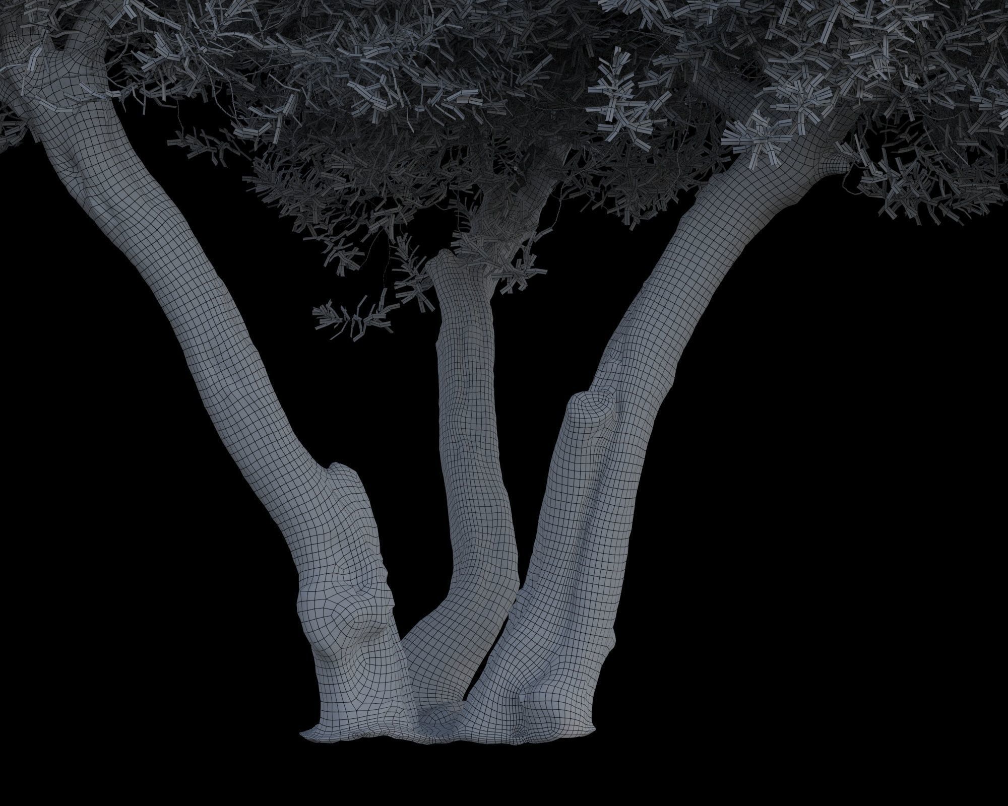 5 x Olive Tree Pack 02 3D Model Collection_9