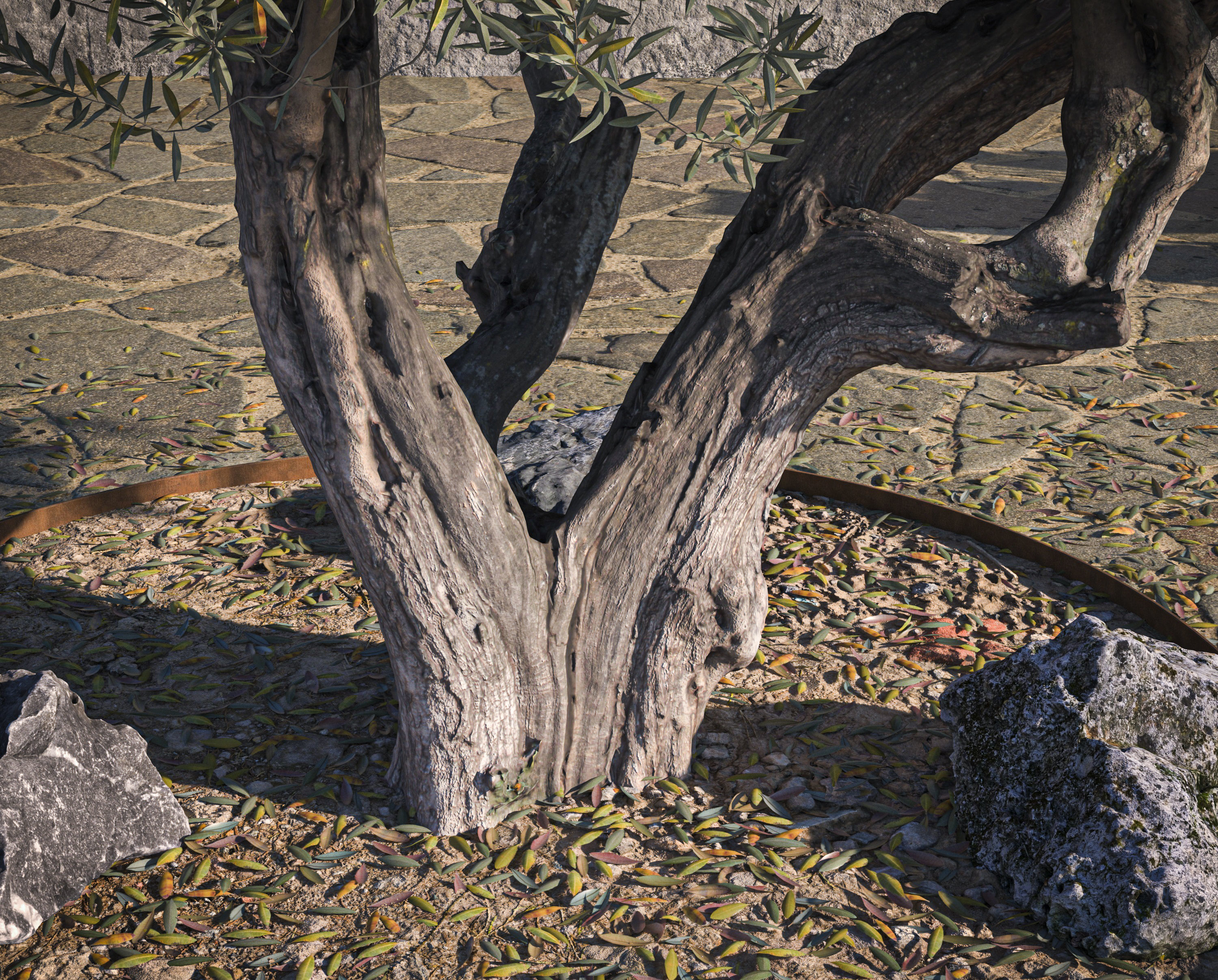 5 x Olive Tree Pack 01 3D Model Collection_16