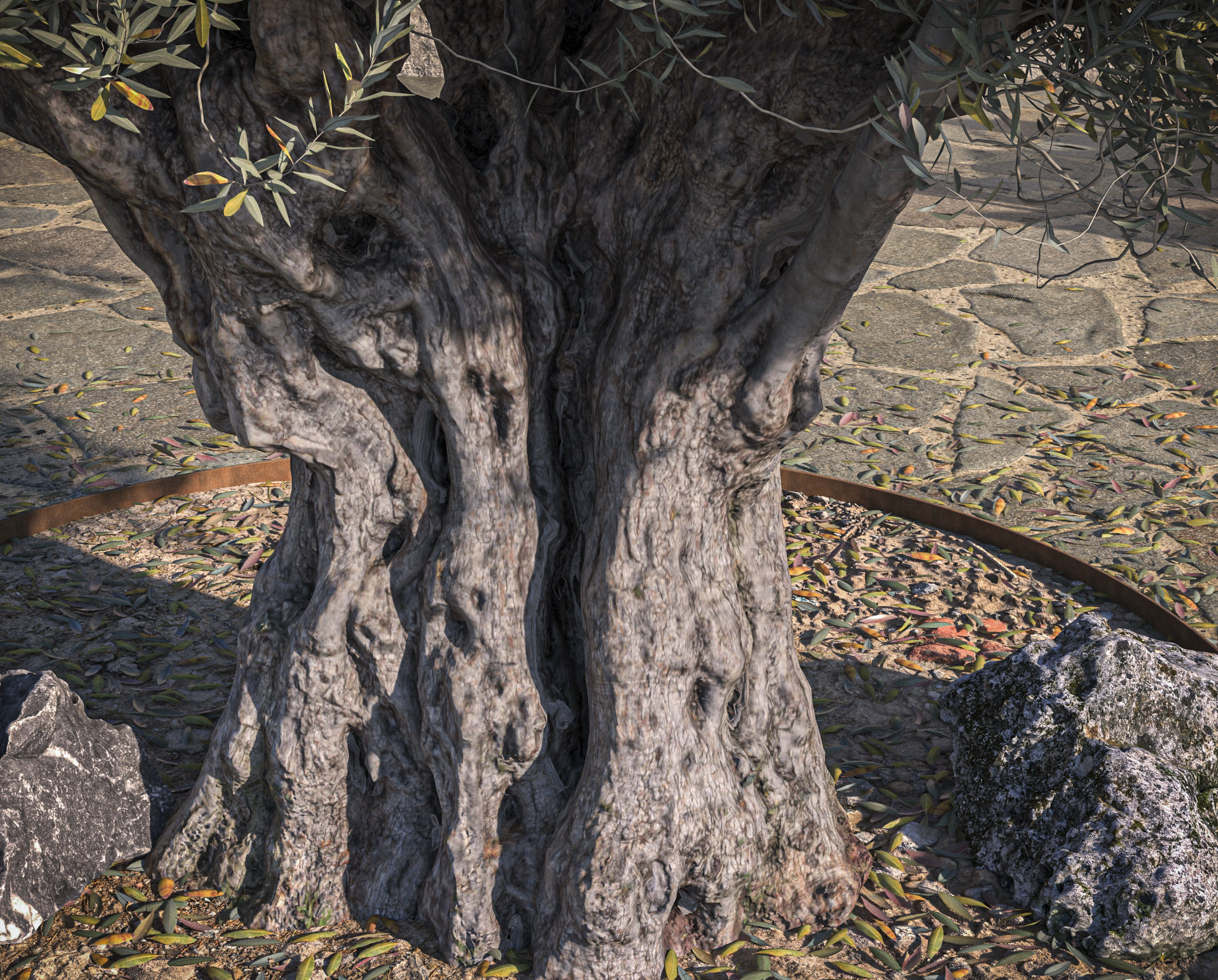 5 x Olive Tree Pack 01 3D Model Collection_30