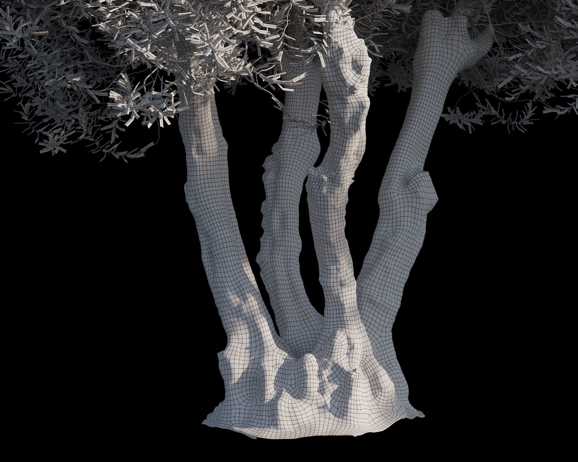 5 x Olive Tree Pack 01 3D Model Collection_9