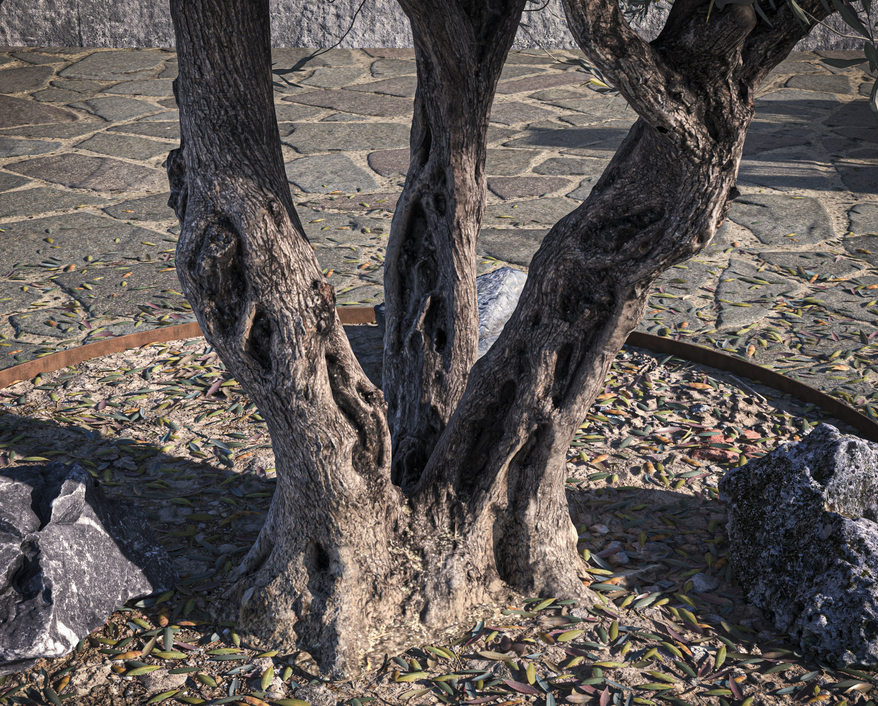 10 x Olive Tree Pack  3D Model Collection_55
