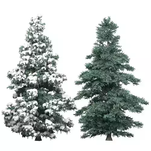 Spruce 1 two pine trees 3D model