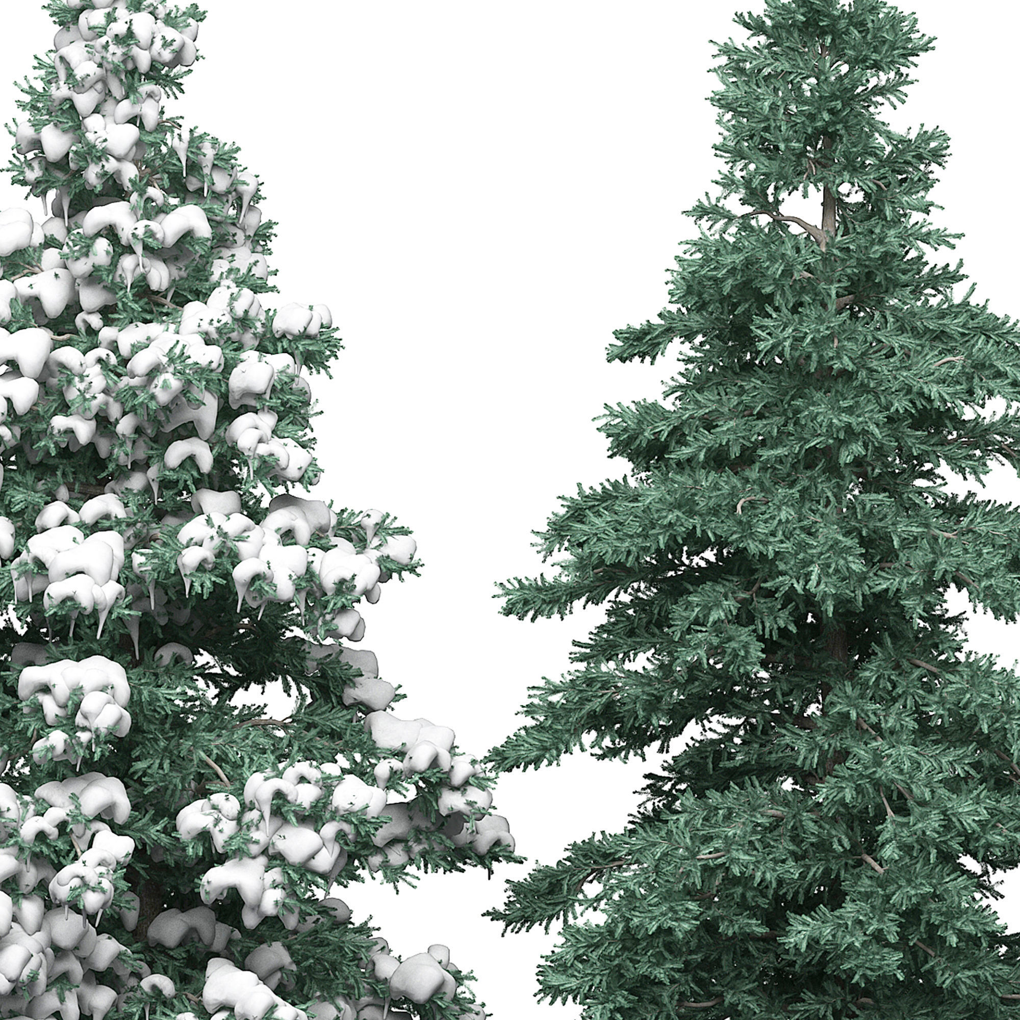 Spruce 1 two pine trees 3D model_1